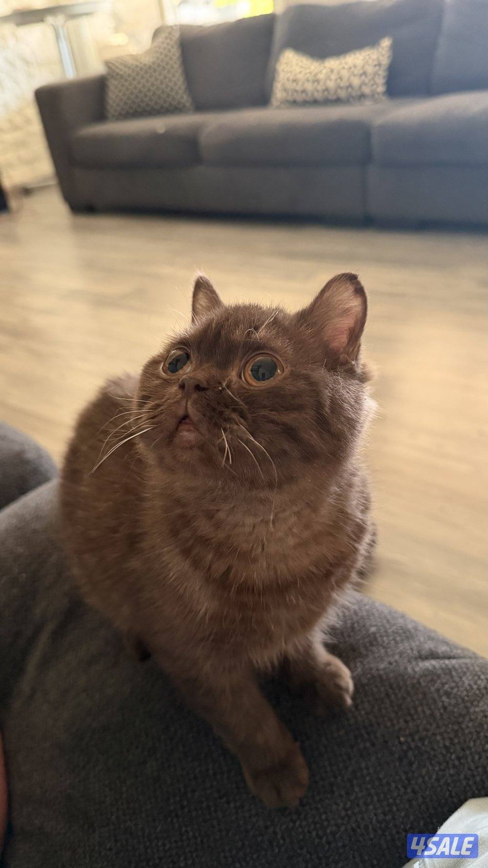 للبيع ذكر مسجل ومعاه بدقري جوكليت2