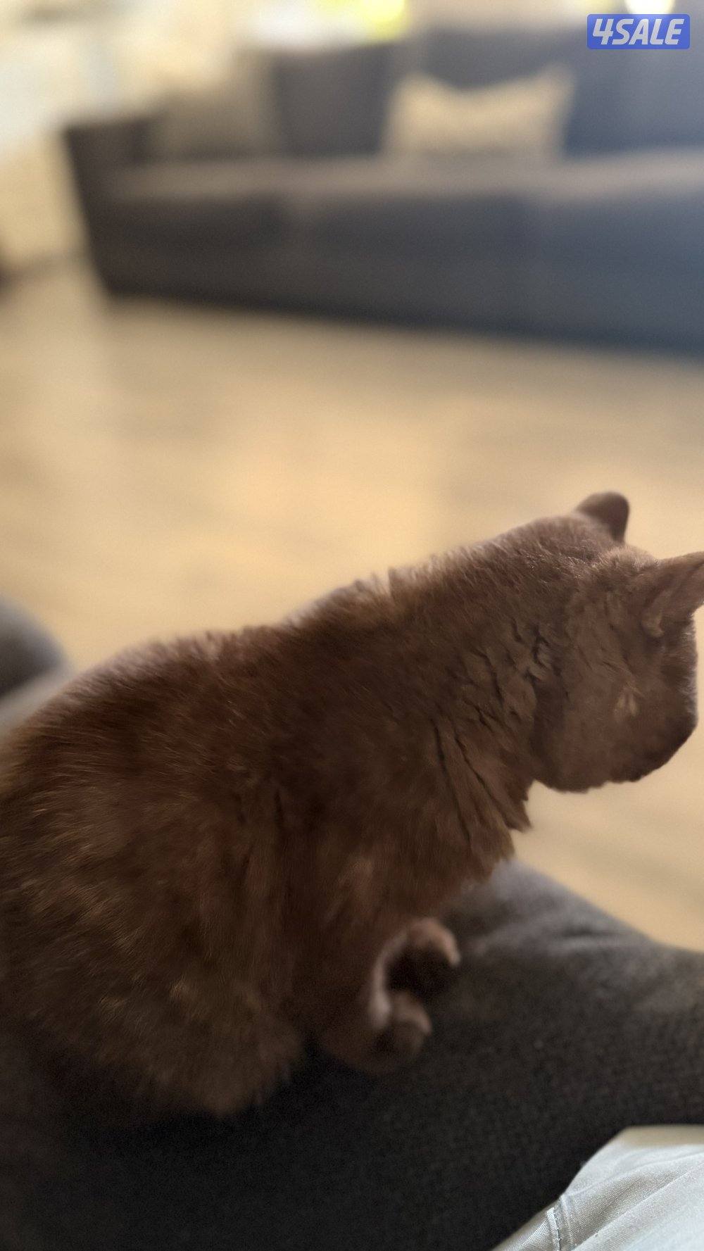 للبيع ذكر مسجل ومعاه بدقري جوكليت4