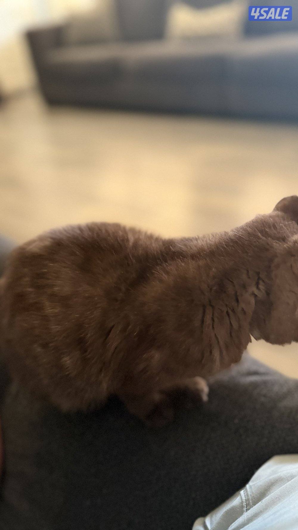 للبيع ذكر مسجل ومعاه بدقري جوكليت5