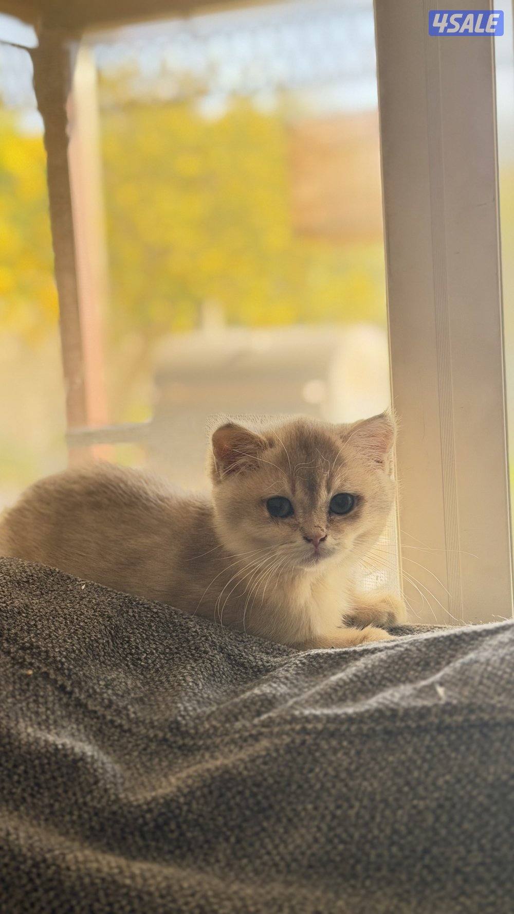 للبيع كتن نثيه AY110