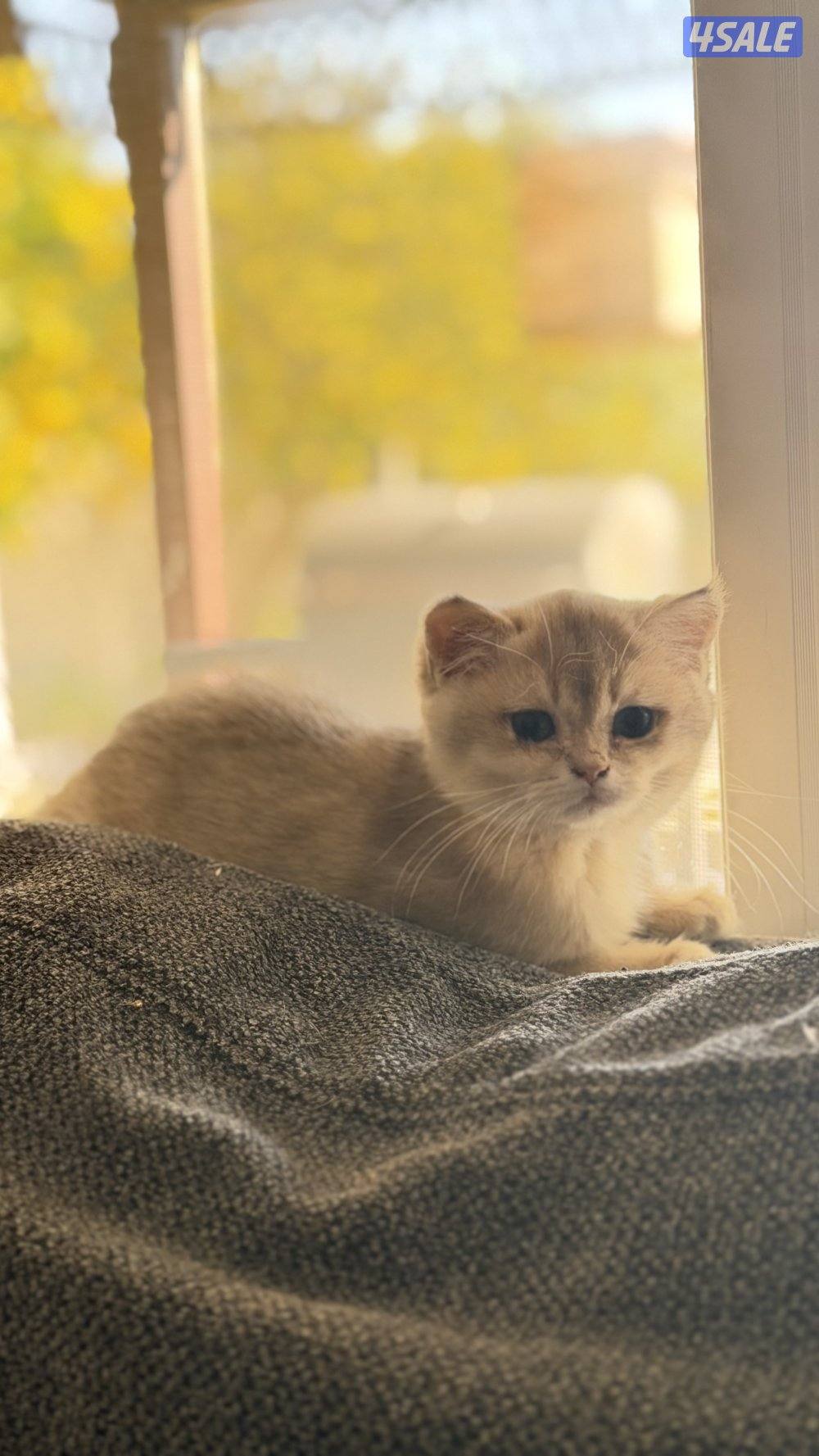 للبيع كتن نثيه AY111