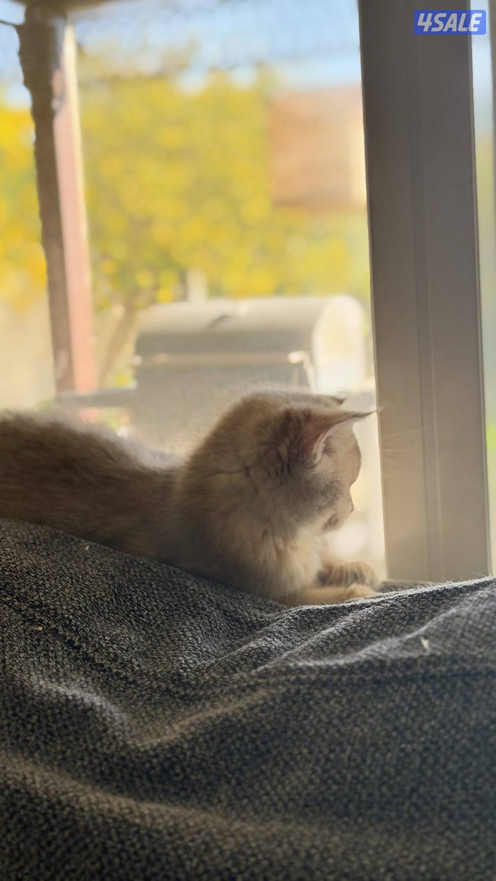 للبيع كتن نثيه AY113