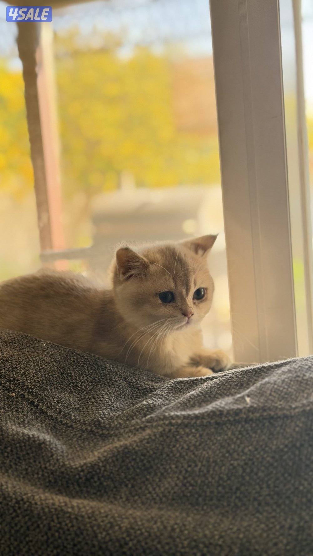 للبيع كتن نثيه AY114