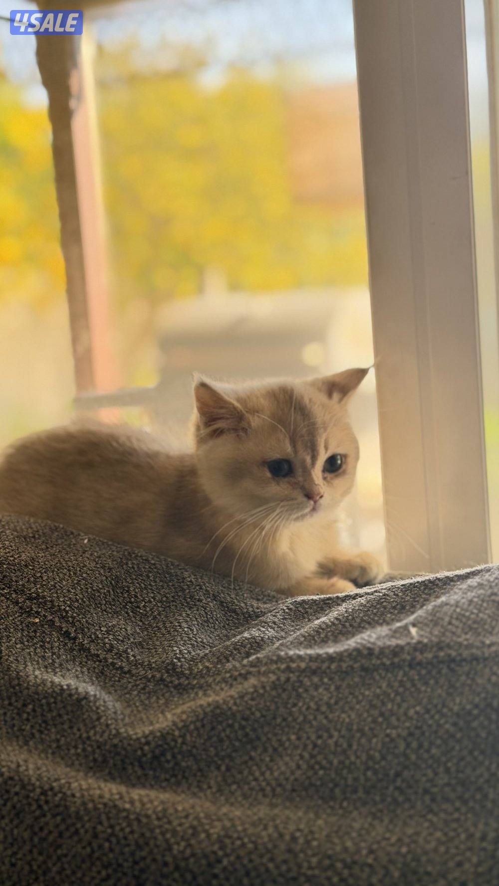 للبيع كتن نثيه AY115