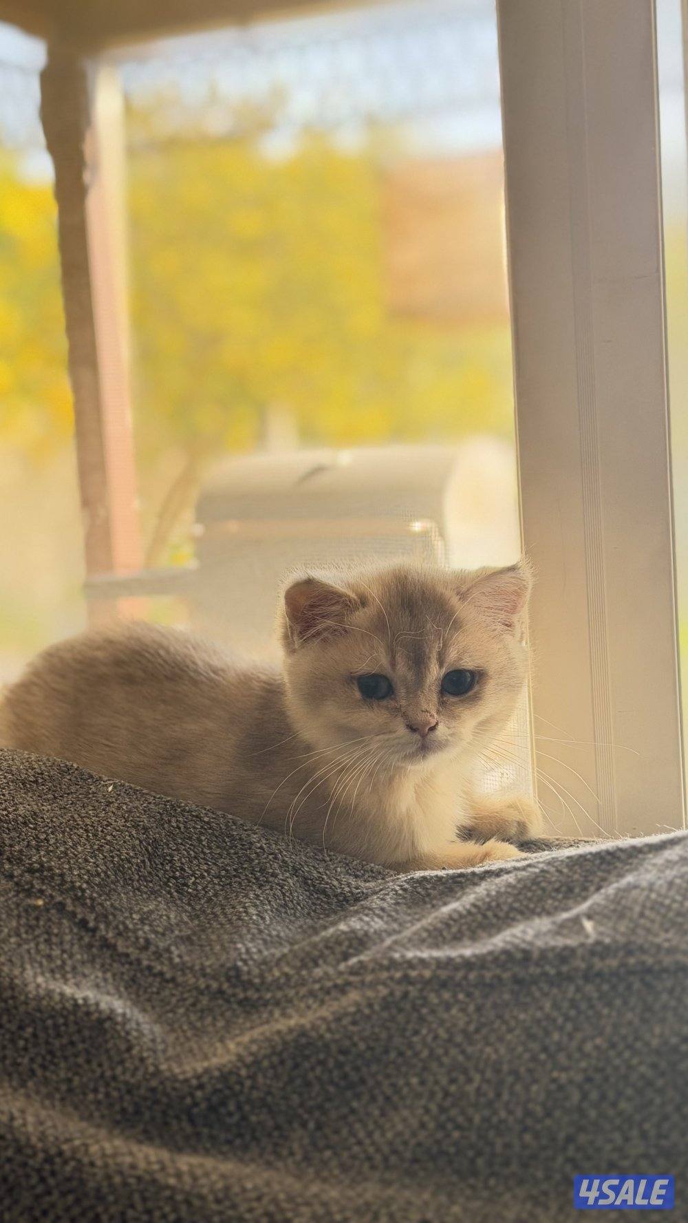 للبيع كتن نثيه AY116