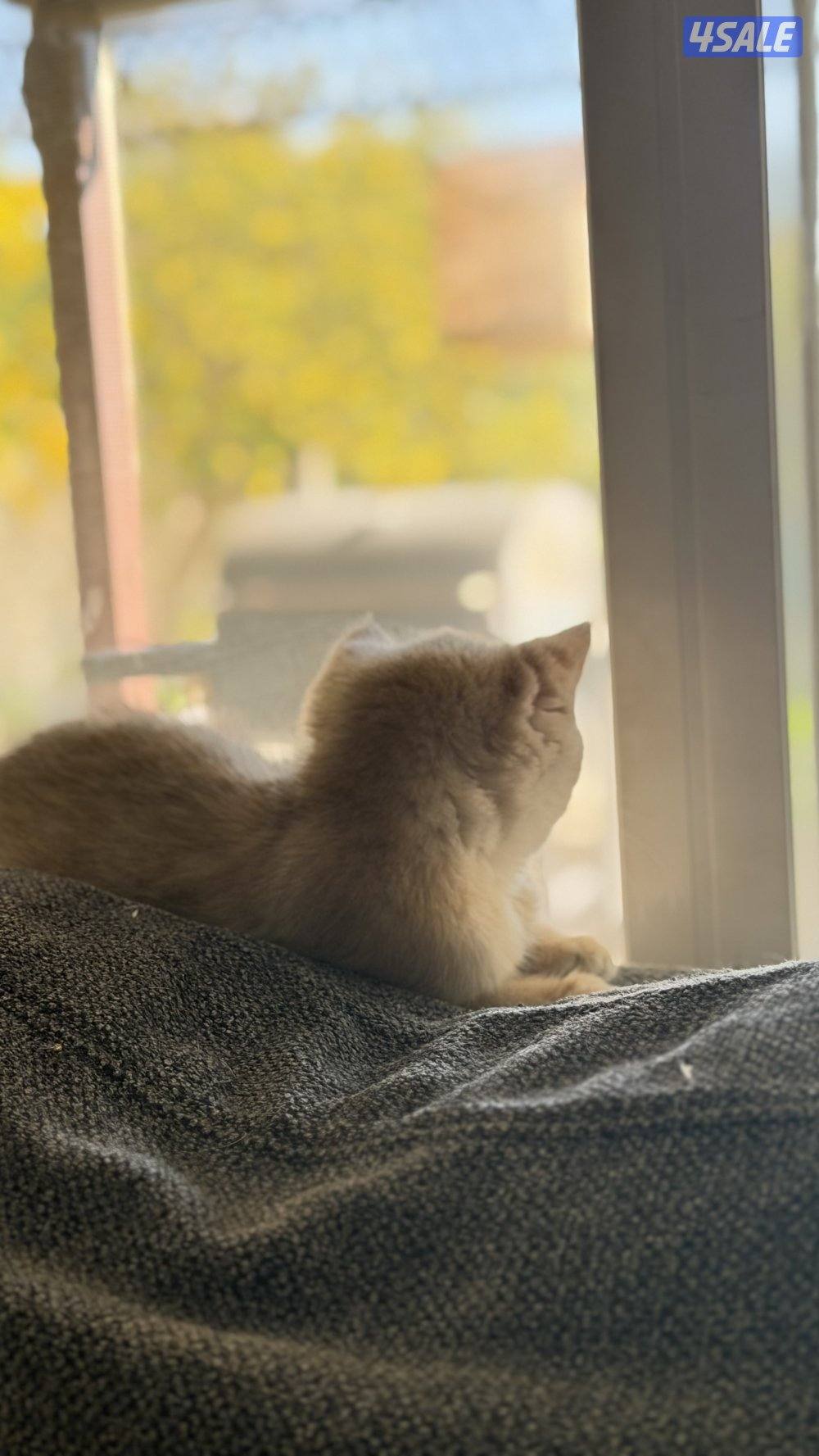 للبيع كتن نثيه AY117