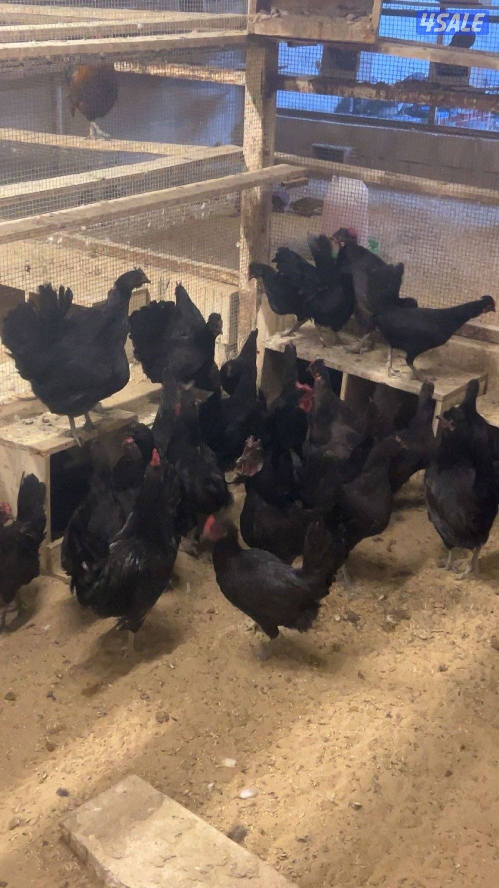 دجاج عراقي بياض1