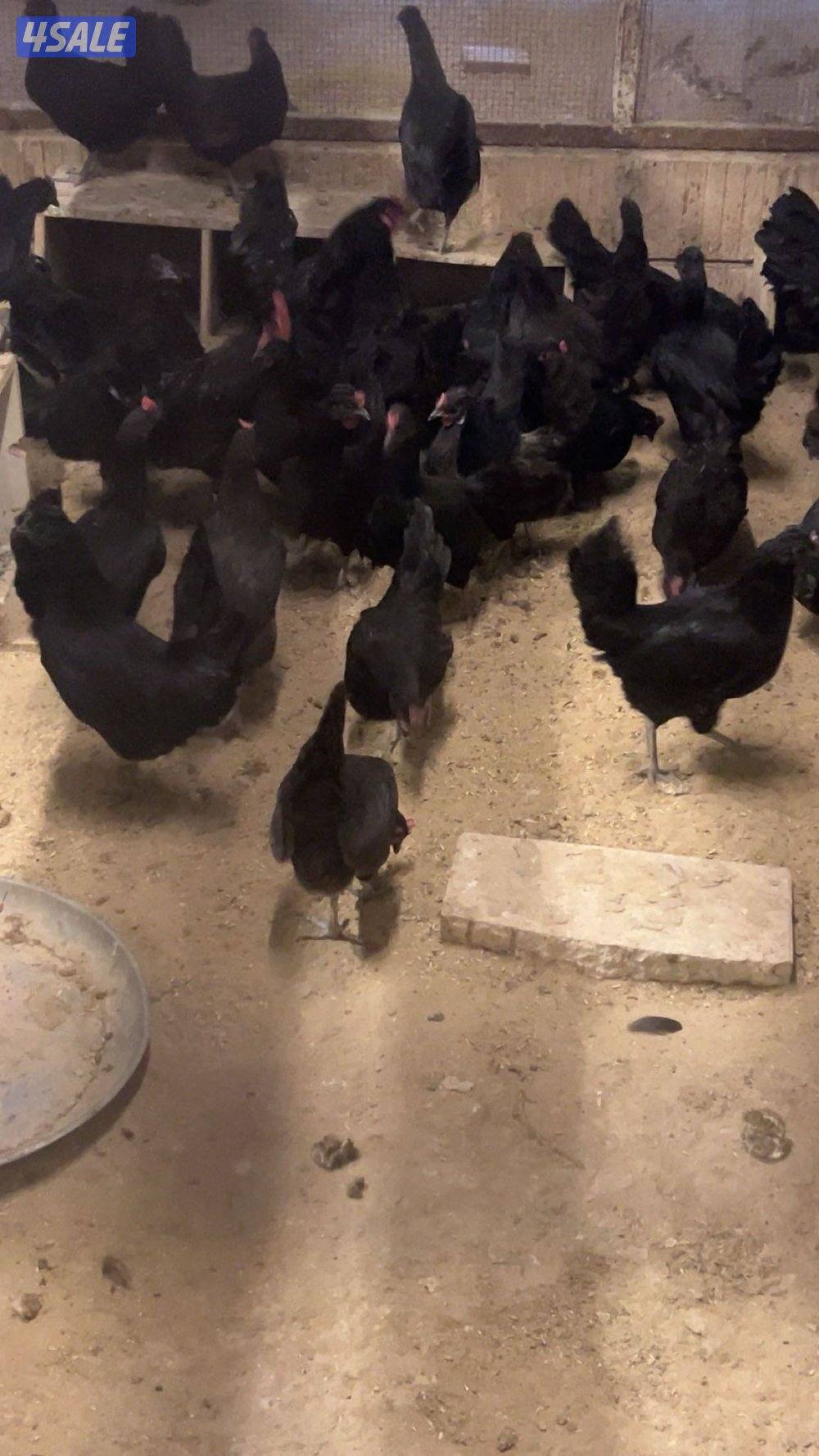 دجاج عراقي بياض2