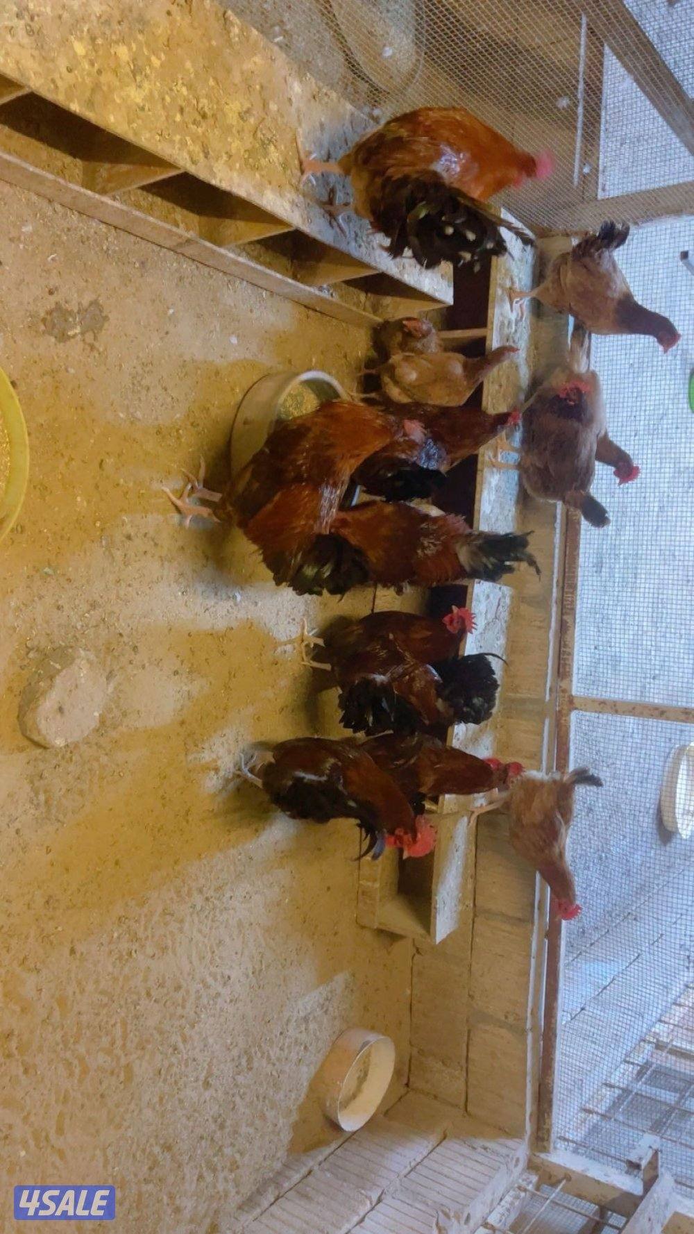 دجاج ودياجه ساسو1