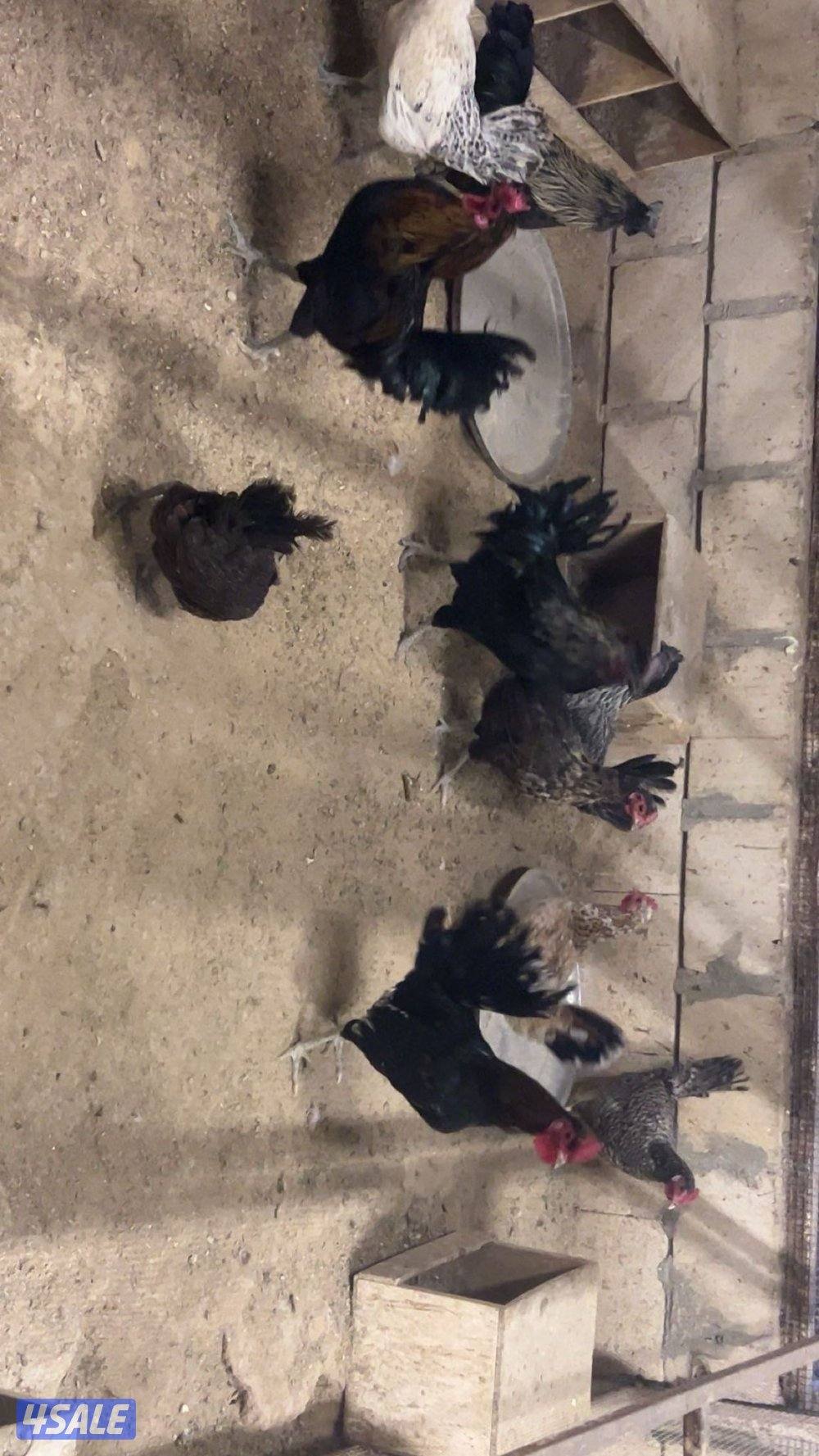 دجاج عراقي بياض4