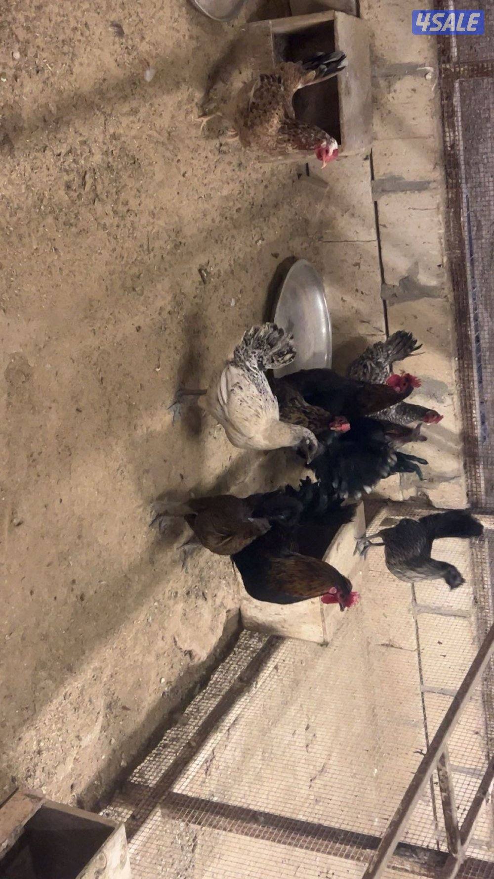 دجاج عراقي بياض5