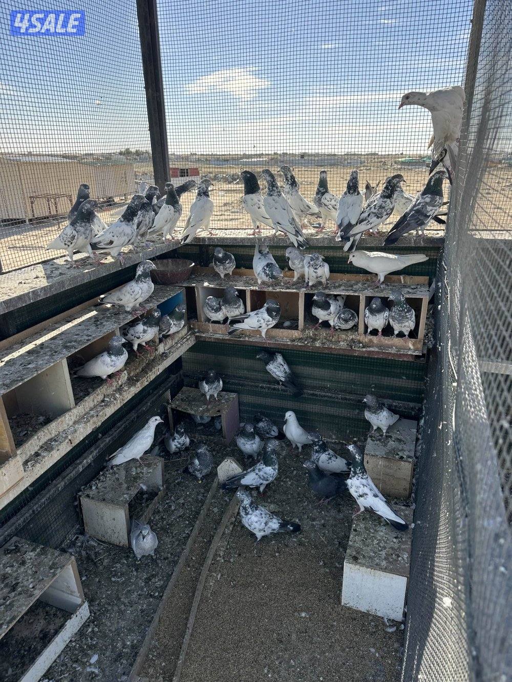 للبيع حمام باكستاني1