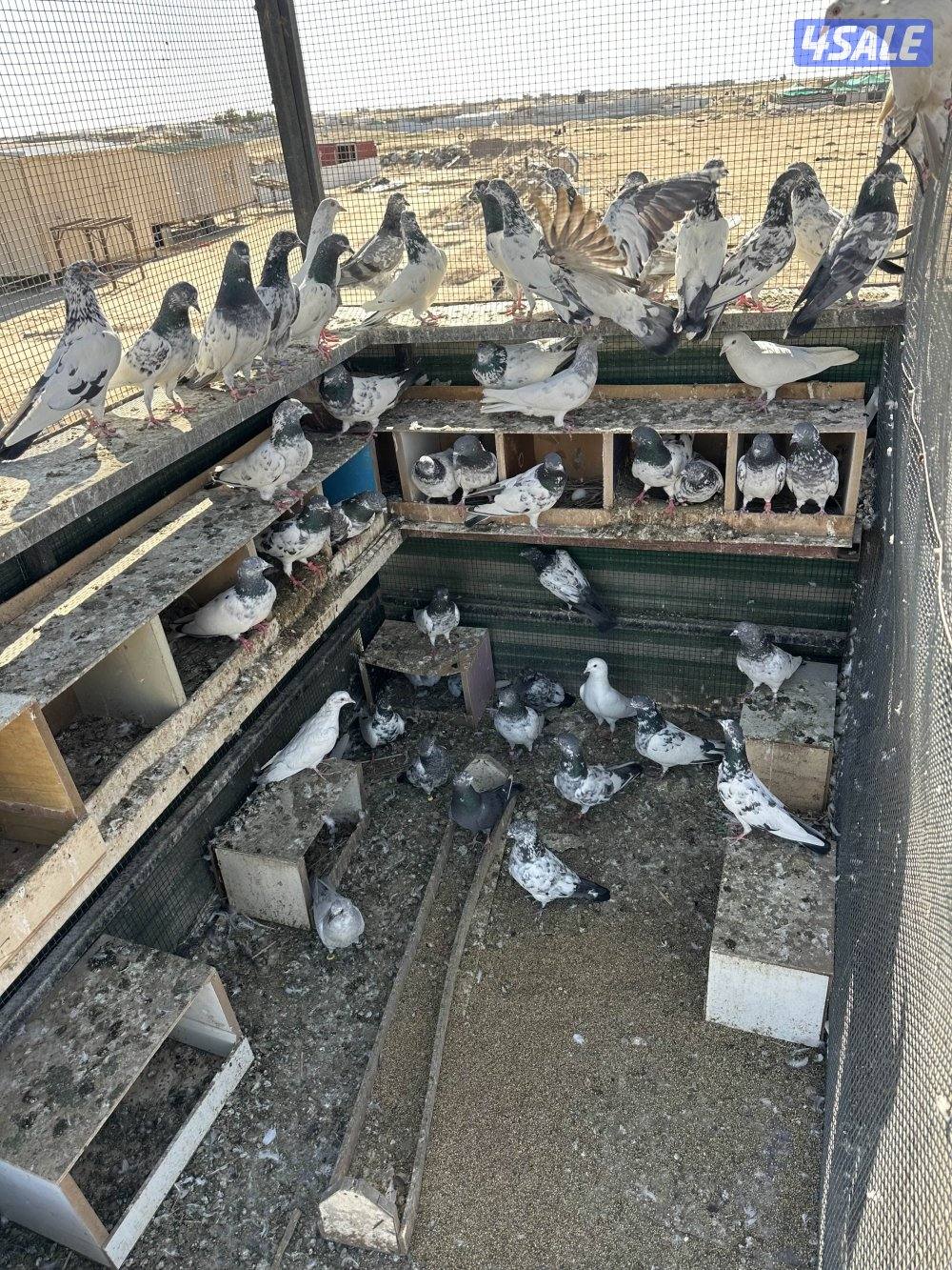 للبيع حمام باكستاني3