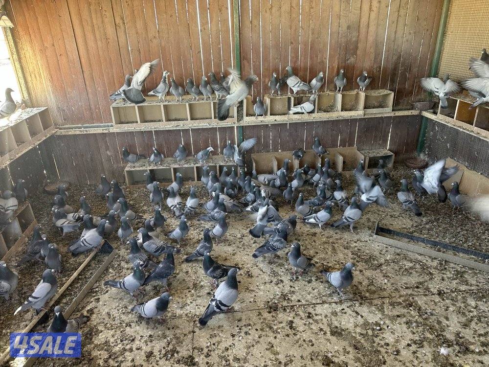 للبيع حمام زاجل سباق0