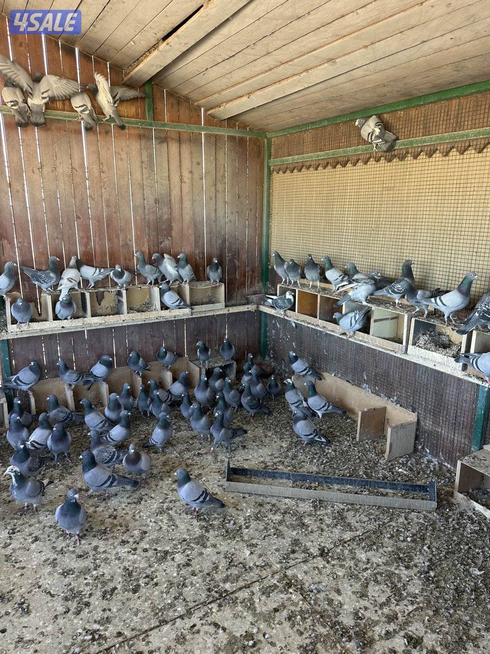 للبيع حمام زاجل سباق2