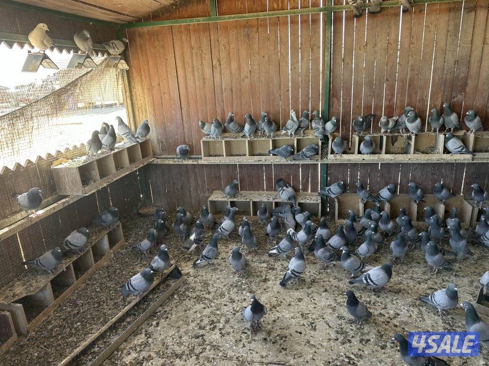 للبيع حمام زاجل سباق4