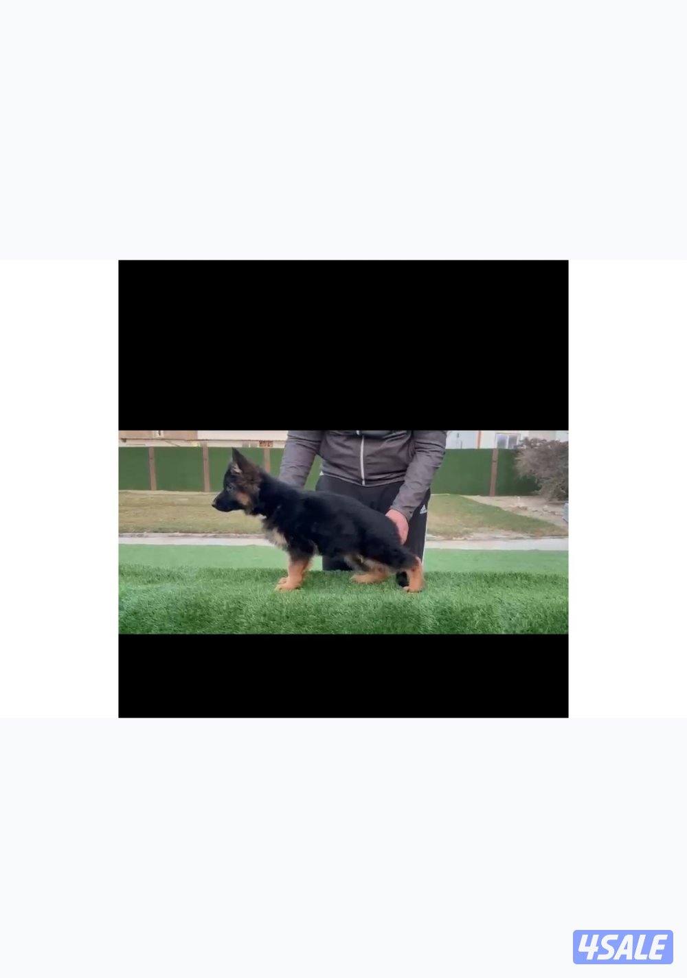 جيرمن شيبرد اصليه0