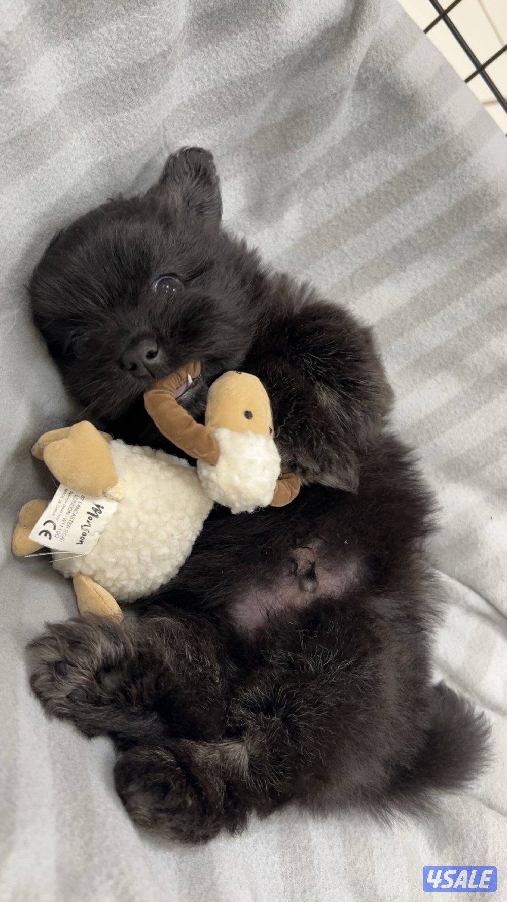 للبيع كلب العمر ٣ شهور ونص النوع شيه تزوا شيه تزو مطعم التطعيم الاول .0