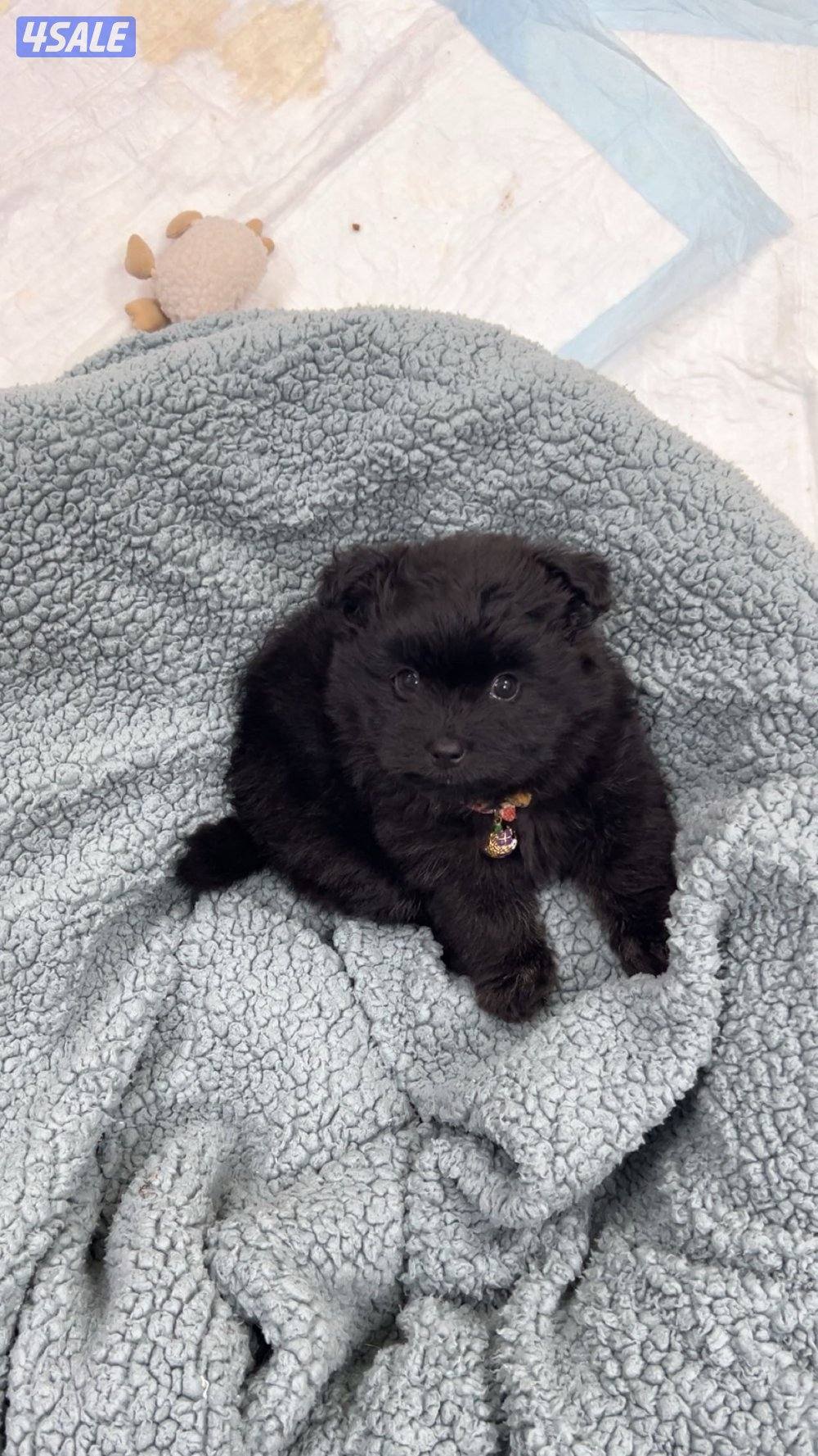 للبيع كلب العمر ٣ شهور ونص النوع شيه تزوا شيه تزو مطعم التطعيم الاول .1