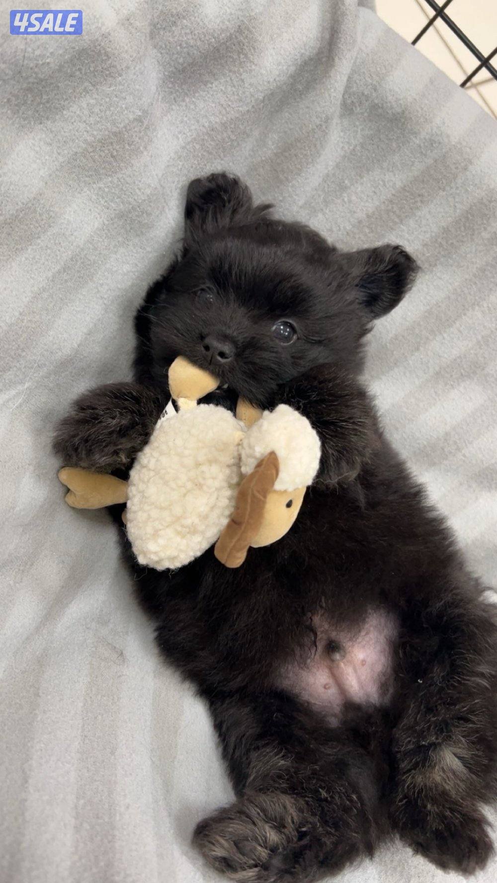 للبيع كلب العمر ٣ شهور ونص النوع شيه تزوا شيه تزو مطعم التطعيم الاول .2