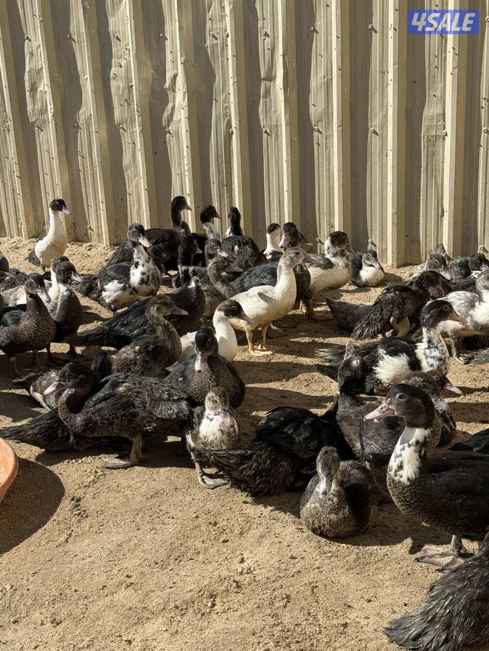 للبيع فروخ بط مسكوفي0