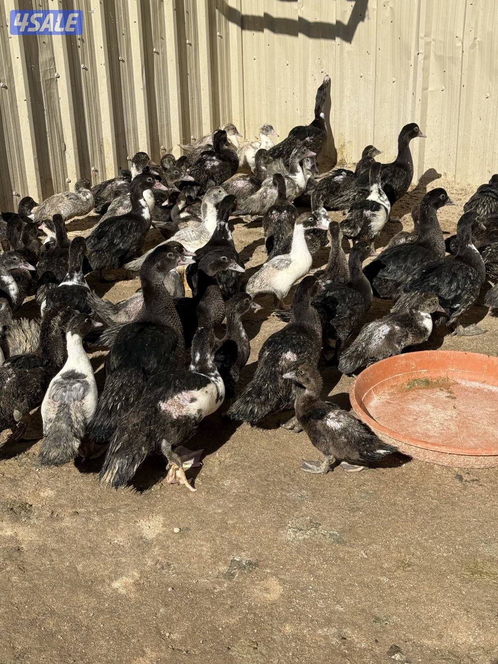 للبيع فروخ بط مسكوفي1