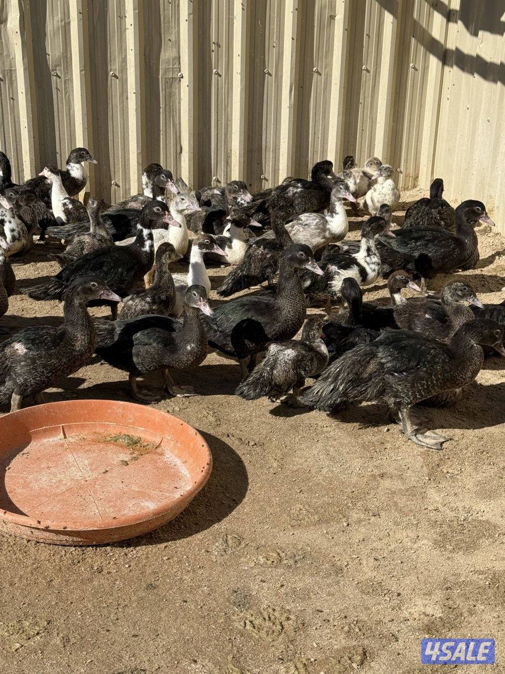 للبيع فروخ بط مسكوفي2