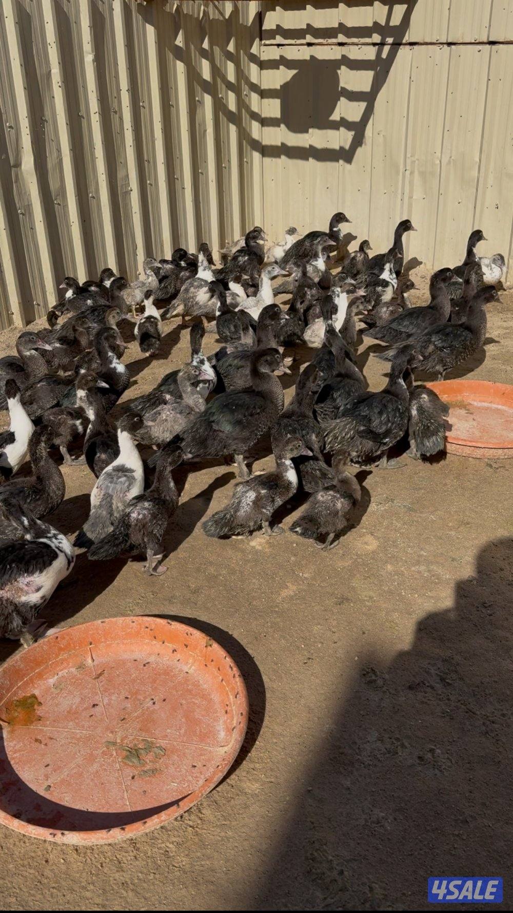 للبيع فروخ بط مسكوفي3