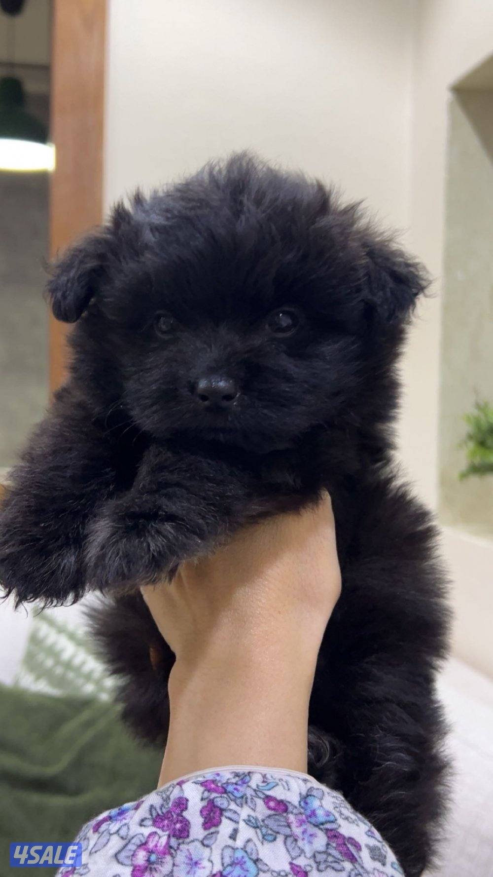 للبيع كلب العمر ٣ شهور ونص النوع شيه تزوا شيه تزو مطعم التطعيم الاول .3