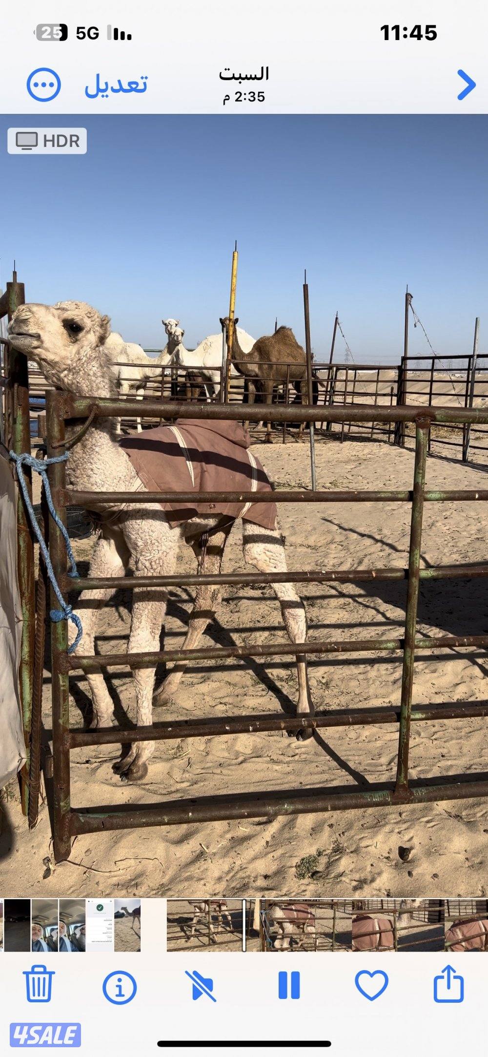 للبيع خلفة وضحا حدرها قعود هدية وفيها حليب0