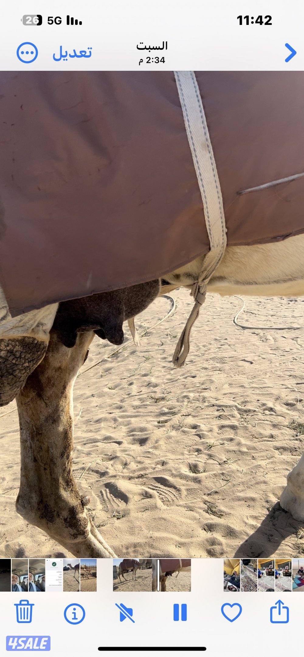 للبيع خلفة وضحا حدرها قعود هدية وفيها حليب1