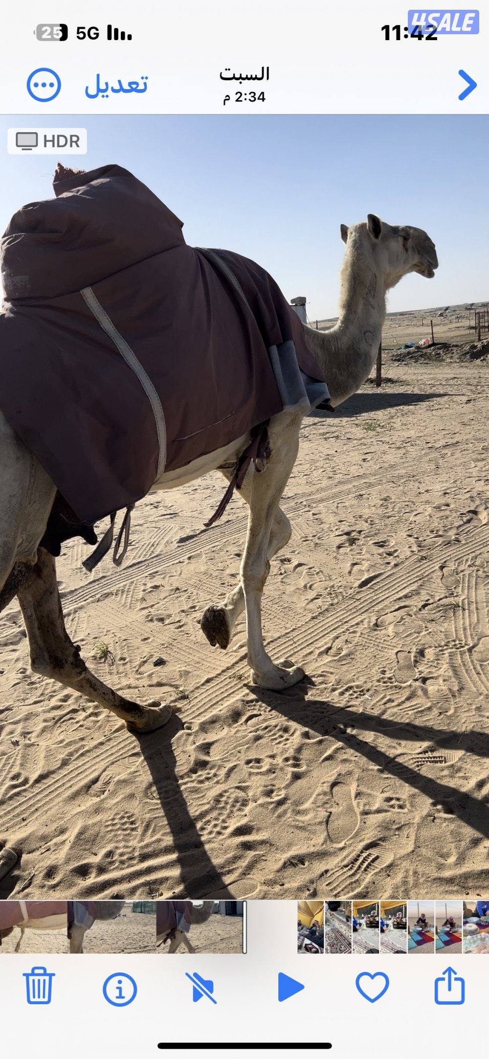 للبيع خلفة وضحا حدرها قعود هدية وفيها حليب2