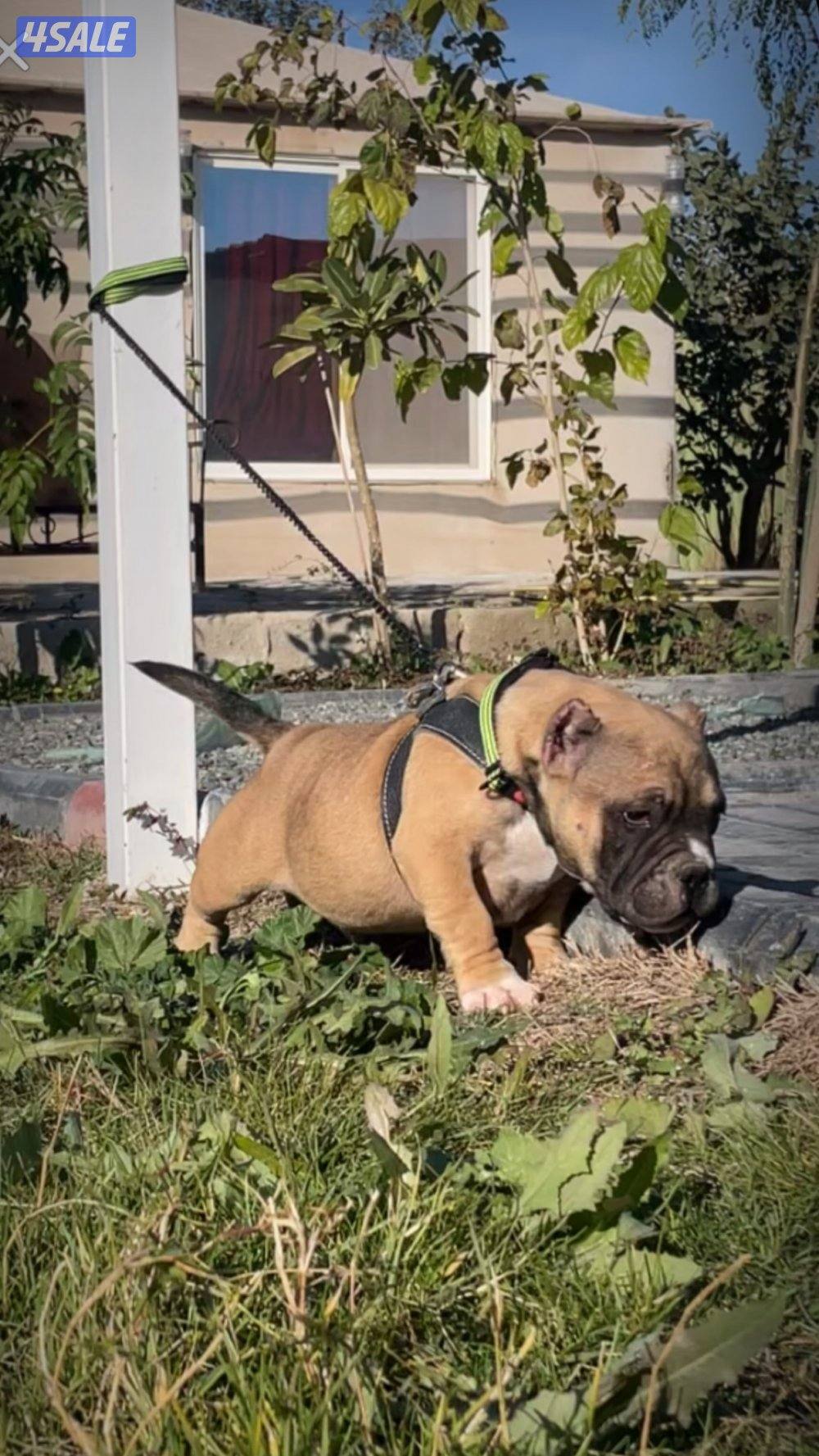 ‼️‼️ للبيع فقط ‼️‼️ امريكان بولي العمر 4 شهور0