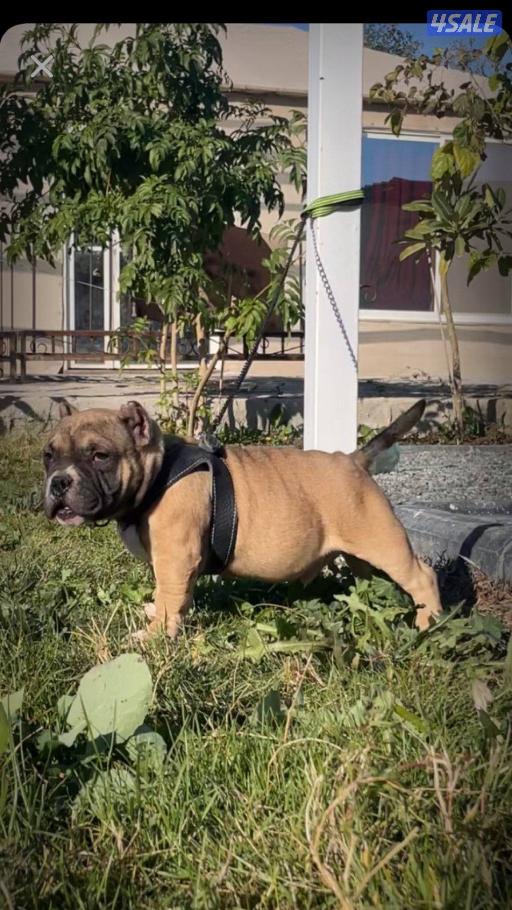 ‼️‼️ للبيع فقط ‼️‼️ امريكان بولي العمر 4 شهور1