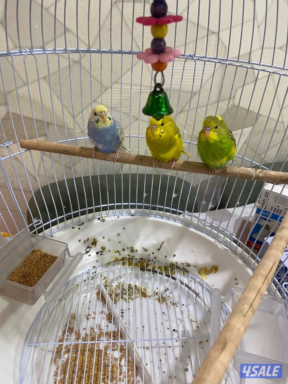طير حب صحه ممتازه شامل القفص والاكل0