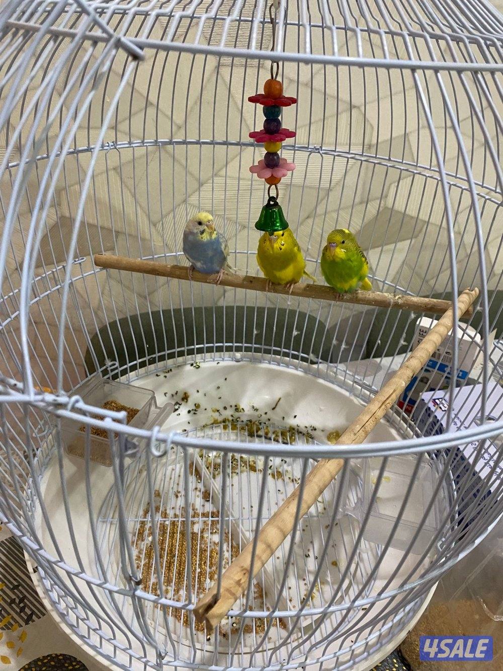 طير حب صحه ممتازه شامل القفص والاكل1