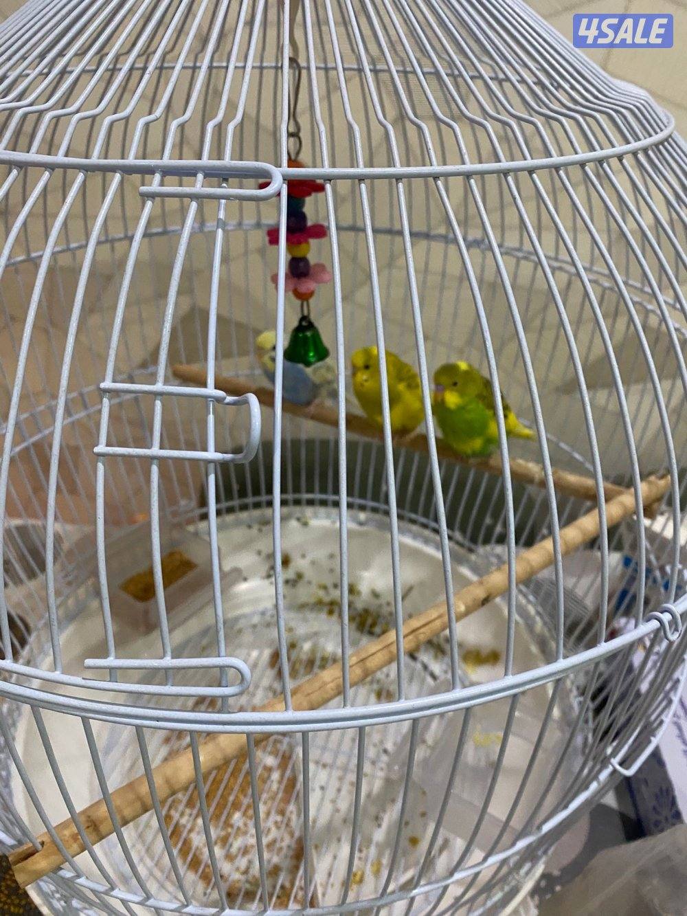 طير حب صحه ممتازه شامل القفص والاكل2