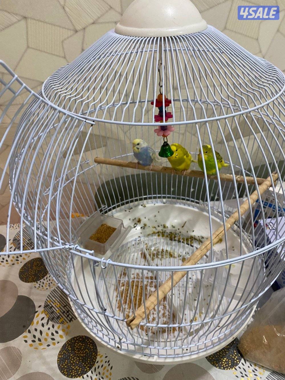 طير حب صحه ممتازه شامل القفص والاكل3