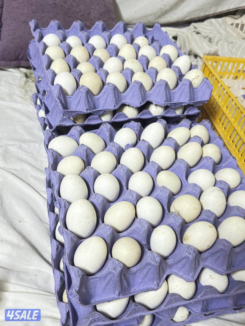 بيض دجاج عربي ترثه ودندراوي و فيومي المنيوم1