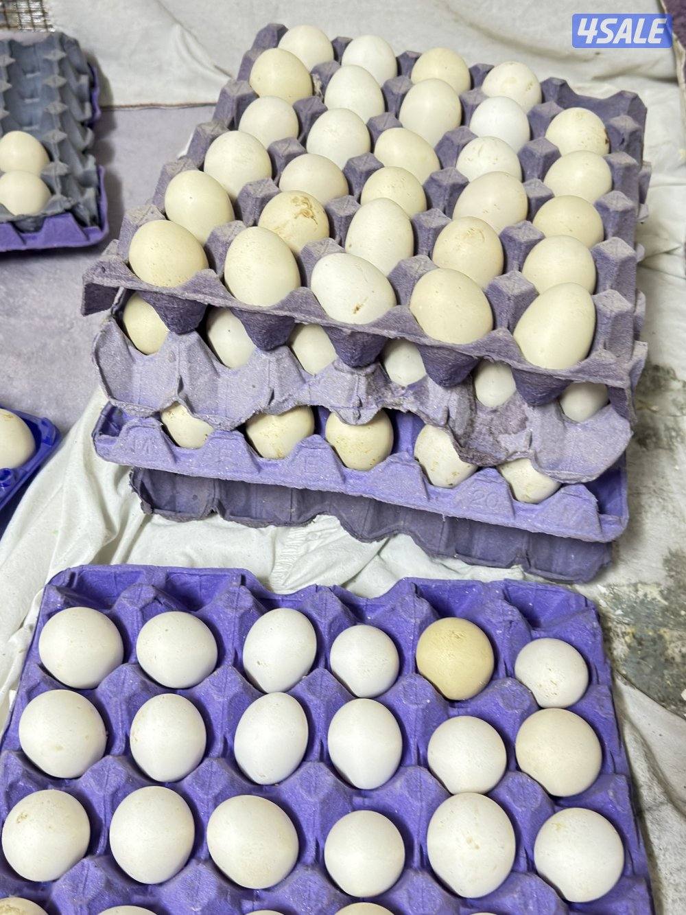 بيض دجاج عربي ترثه ودندراوي و فيومي المنيوم2