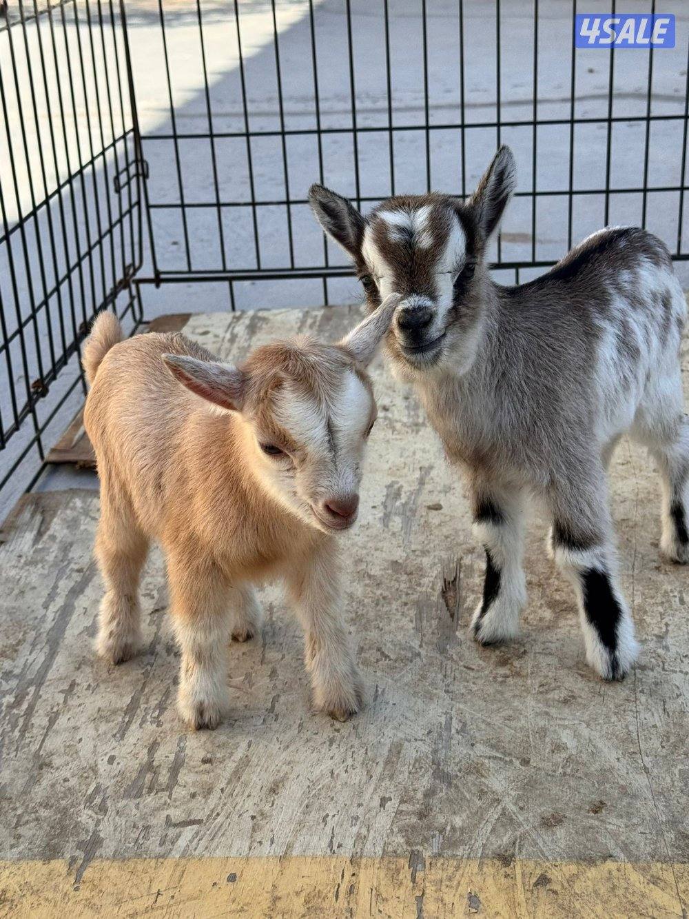 جفرات وتيوس جيكيه اقزام واحجام صغيره موجودين بالبيت صحه جيده5