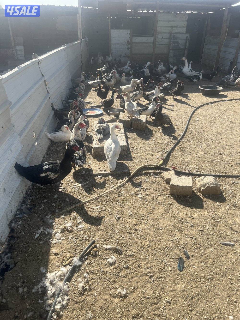 بط مصري بياض وبصحة ممتازة ومطعم0