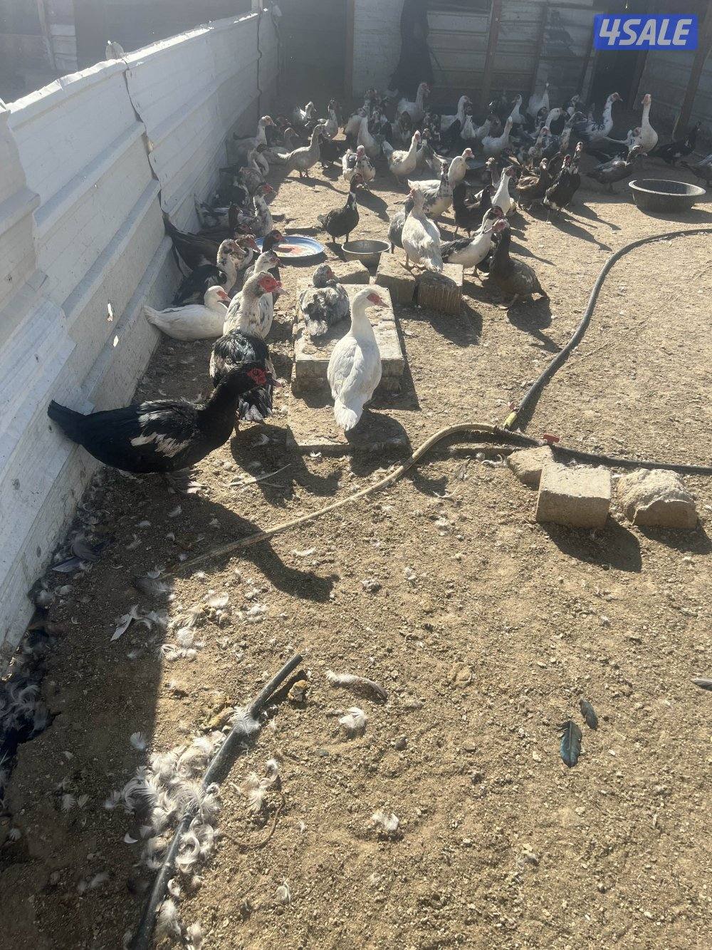 بط مصري بياض وبصحة ممتازة ومطعم1