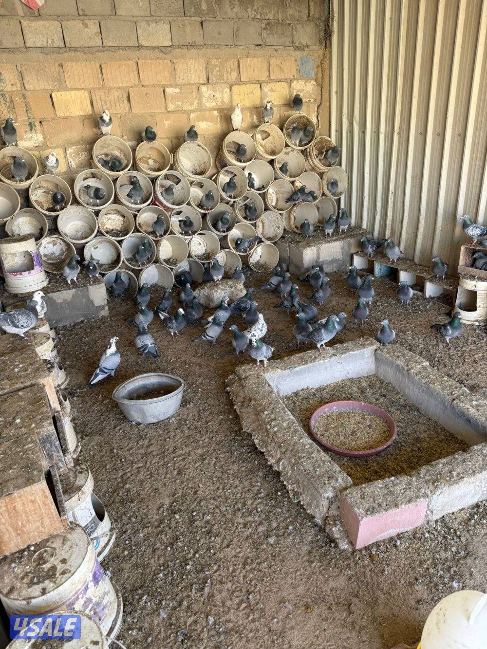 حمام زاجل ازواج0