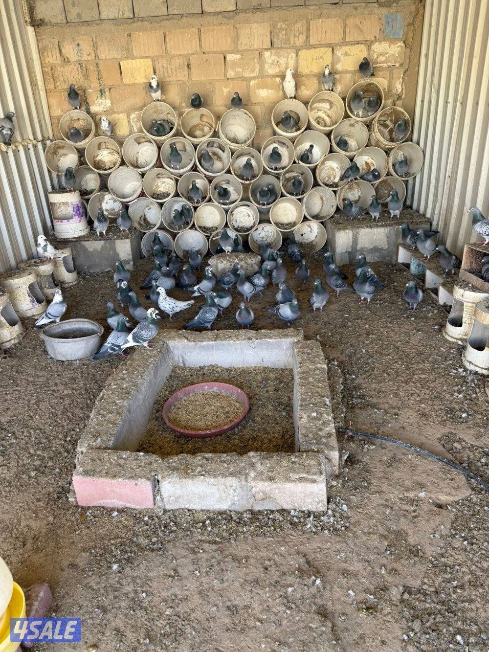 حمام زاجل ازواج2