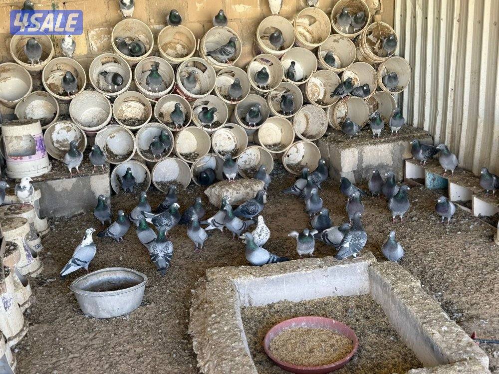 حمام زاجل ازواج1