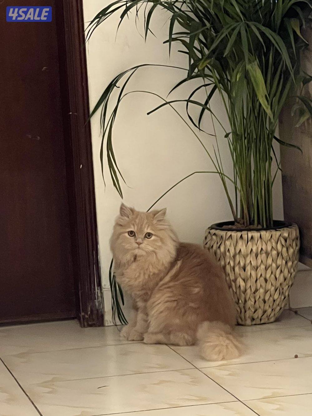 للبيع قط مون فيس ٦شهور مع دفتر التطعيم التواصل وات سب1