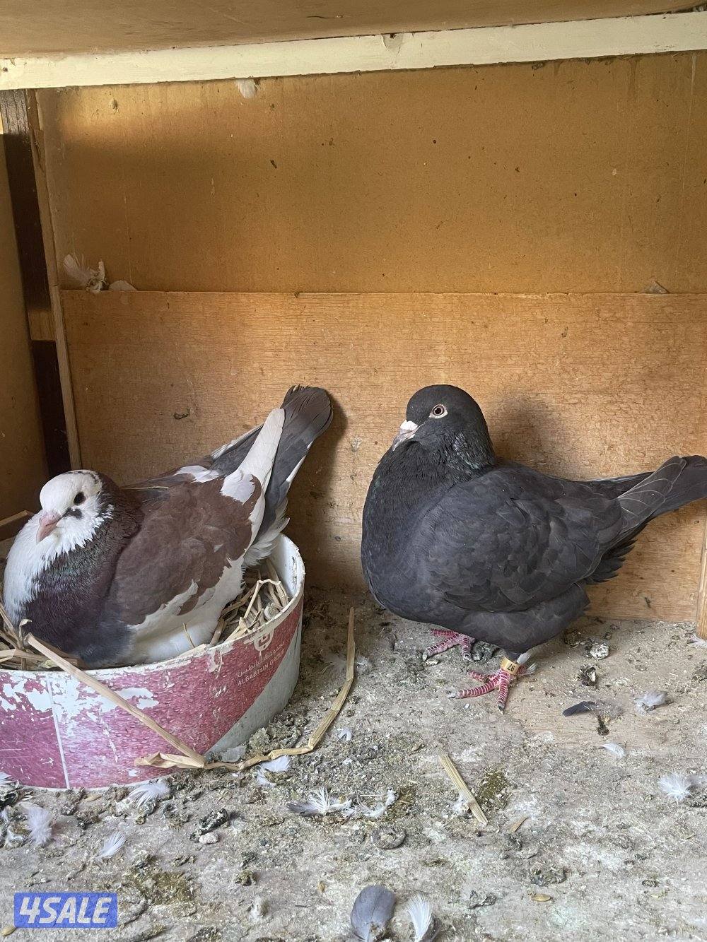 لاحم الوزان0