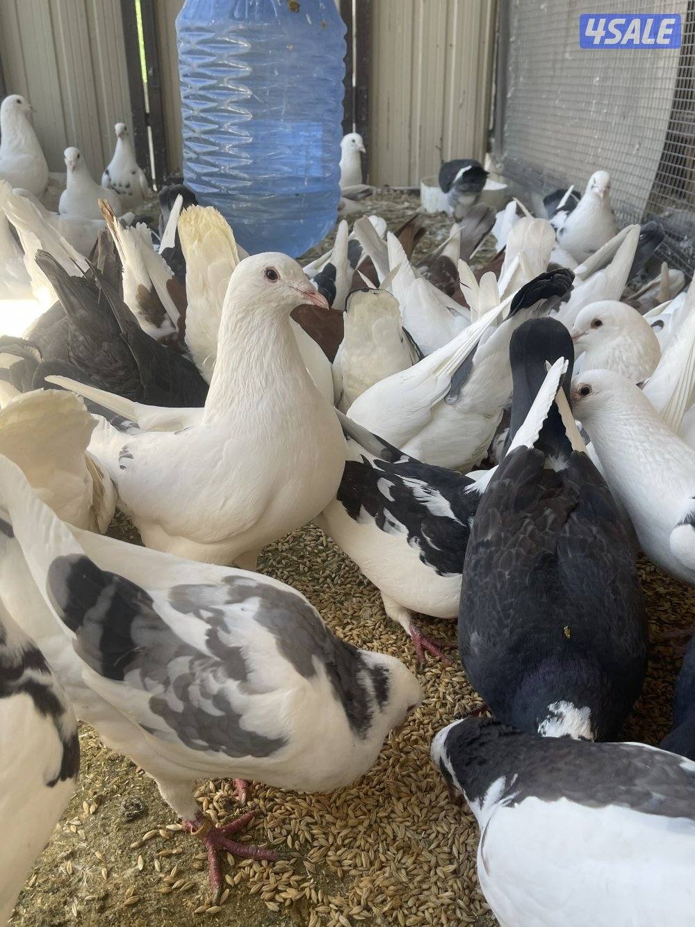 لاحم الوزان1