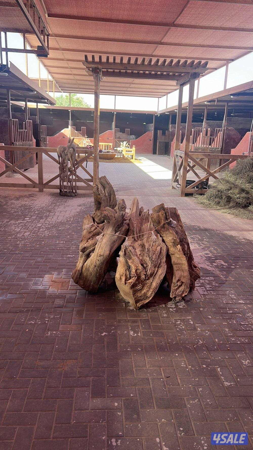 مربط عز الاصايل0